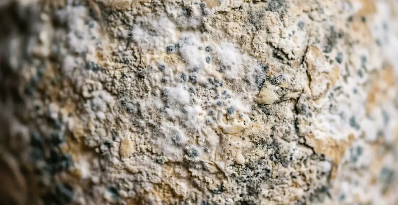 Extreme close-up macro photograph of aged French AOP cheese rind texture showing natural mold patterns