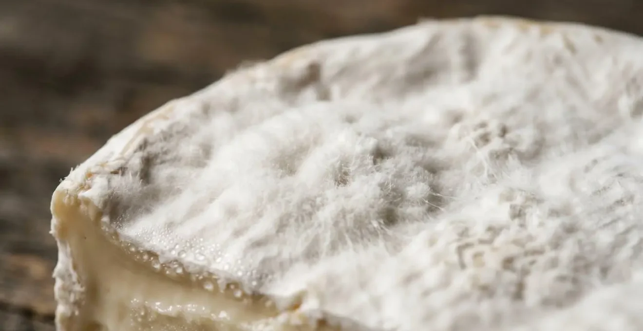 Close inspection of French cheese showing proper ripeness indicators on bloomy rind surface